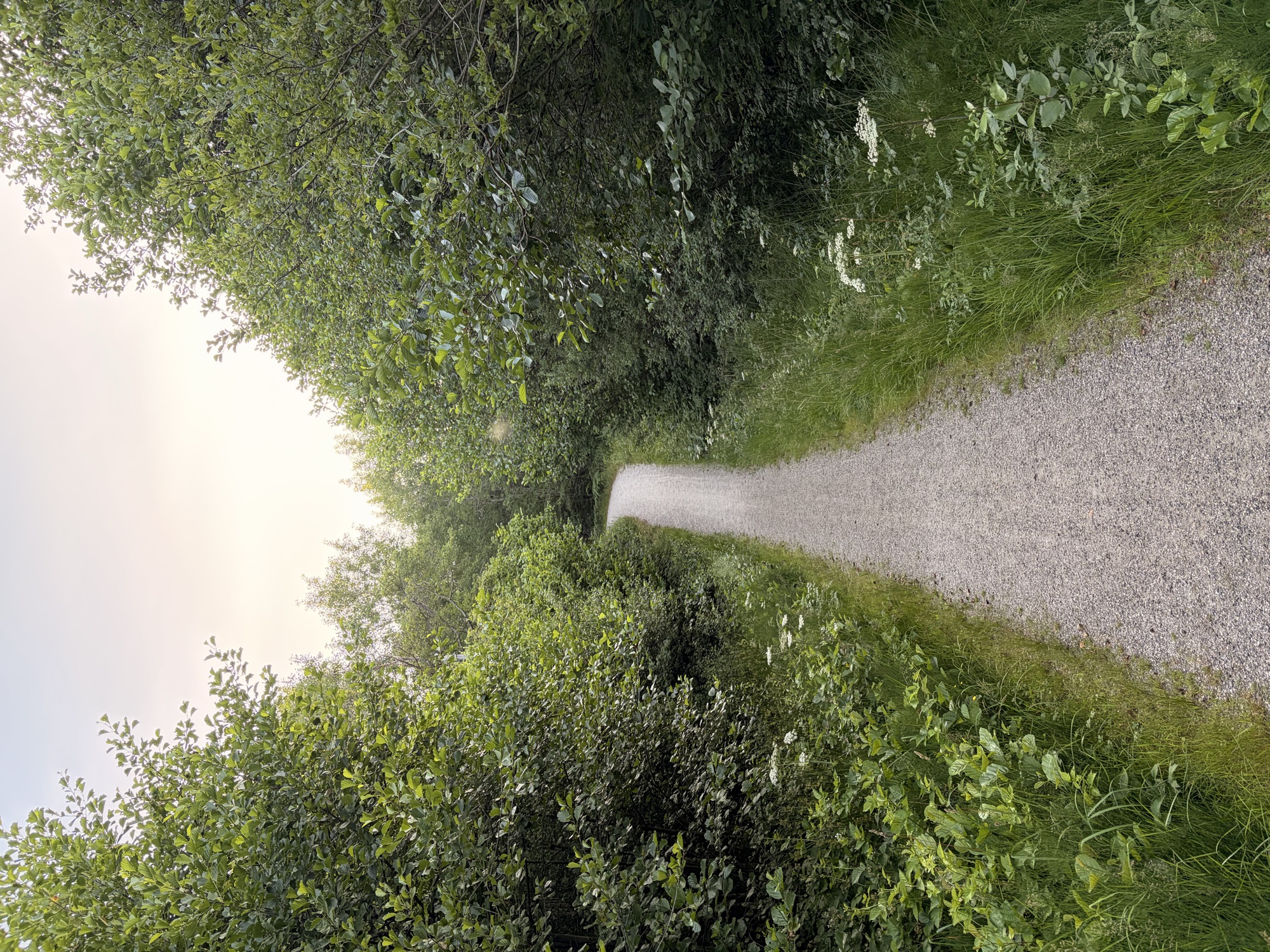 Forest path on Flekkerøy